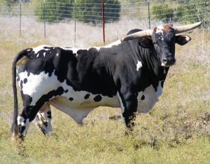 Bull Cow 2